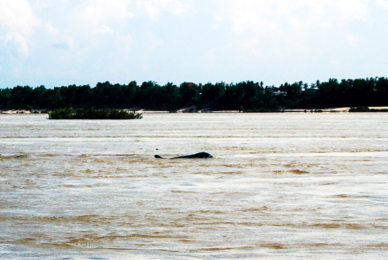 Irrawaddy Delphin im Mekong bei Kratie, Foto: Manuela