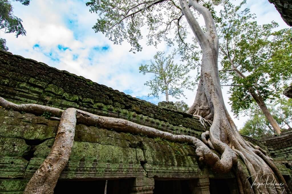 Ta Prohm Baum - vor der Abholzung