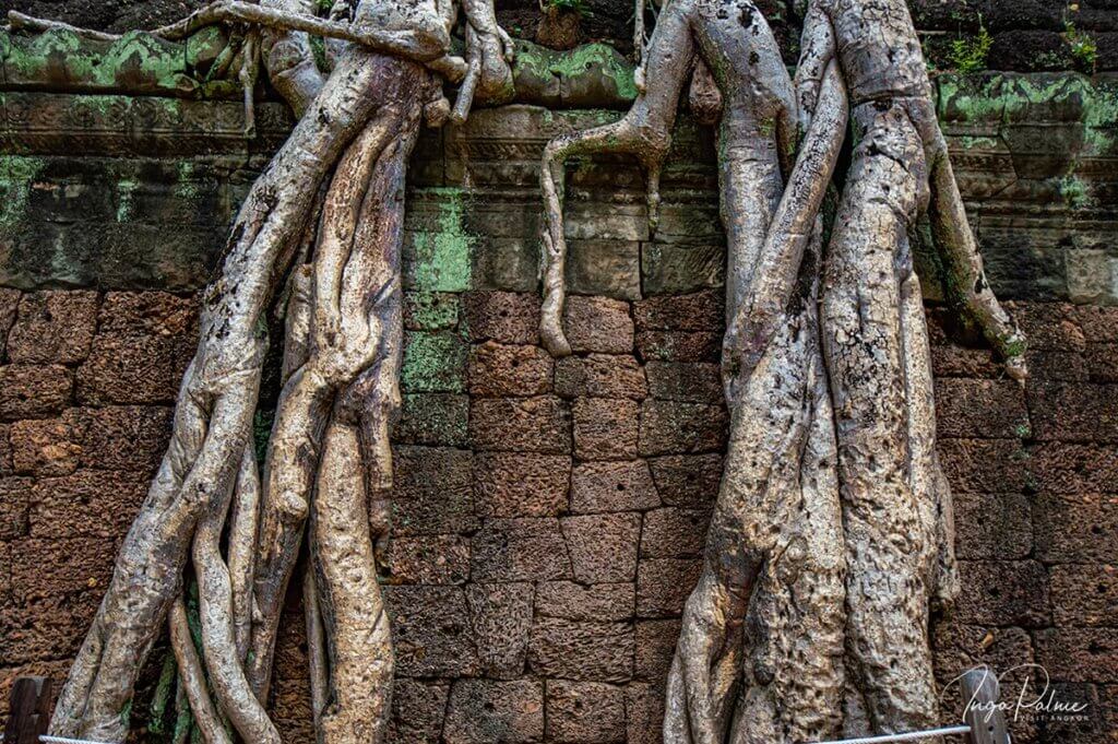 Ta Prohm Baum - vor der Abholzung