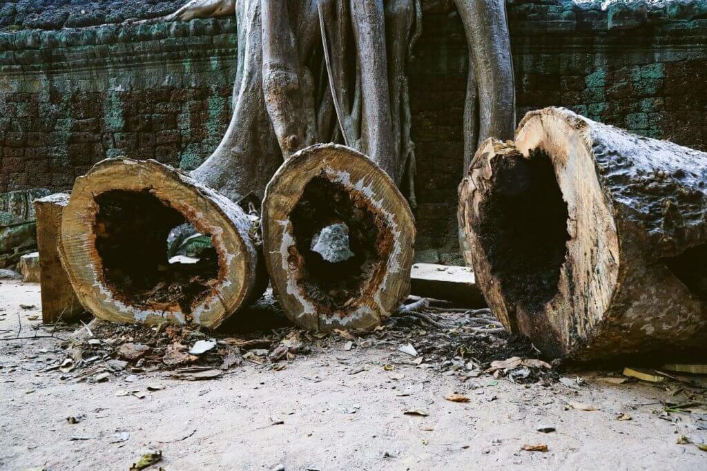 ta prohm angkor baueme faellen 2