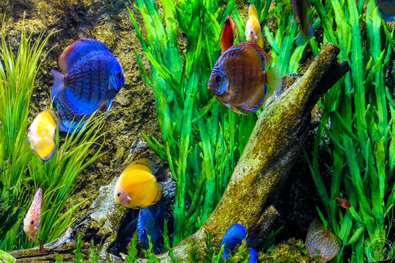 diskusfische zoo angkor wildlife aquarium siem reap photo ruediger