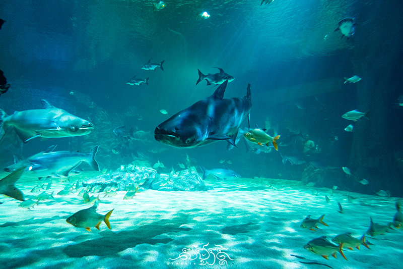 fische zoo angkor wildlife aquarium siem reap photo ryratanak