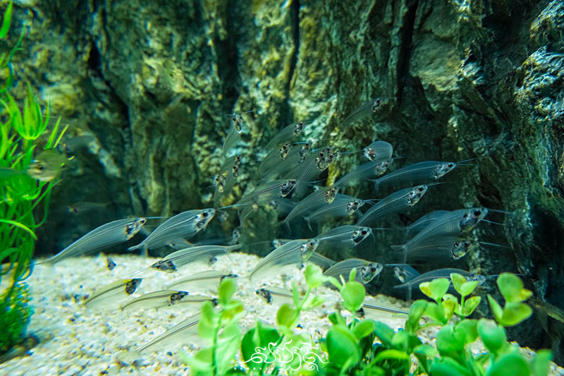 glasfische zoo angkor wildlife aquarium siem reap photo ryratanak