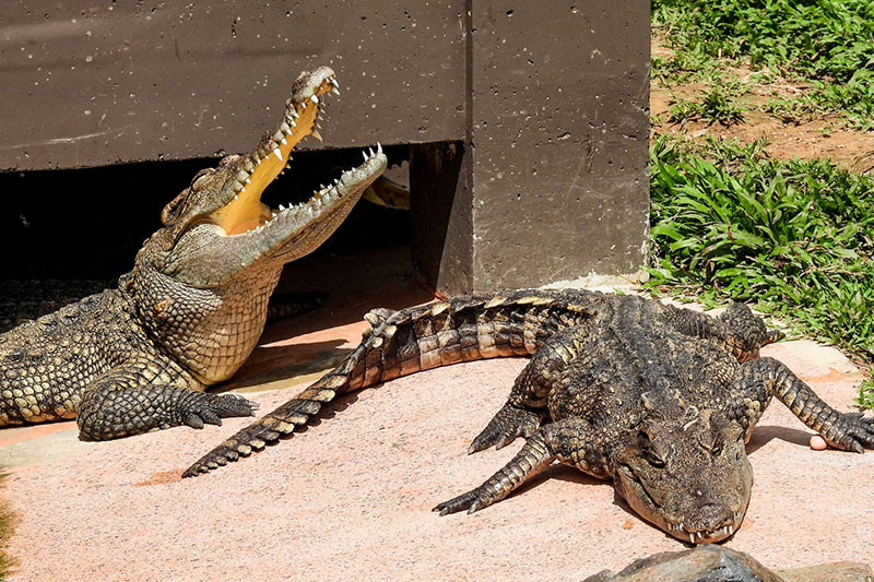 krokodile zoo angkor wildlife aquarium siem reap photo ruediger