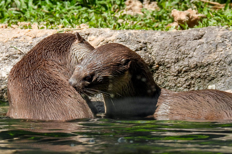 otter zoo angkor wildlife aquarium siem reap photo ruediger brill