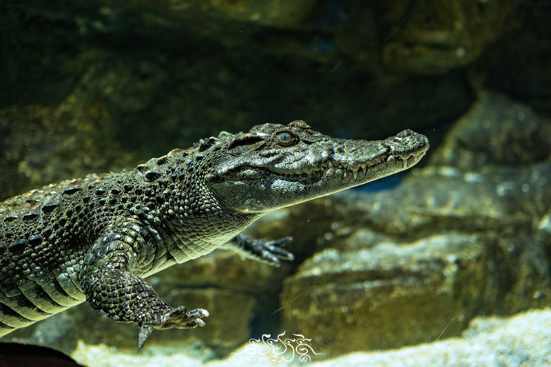 siam krokodil zoo angkor wildlife aquarium siem reap photo ryratanak