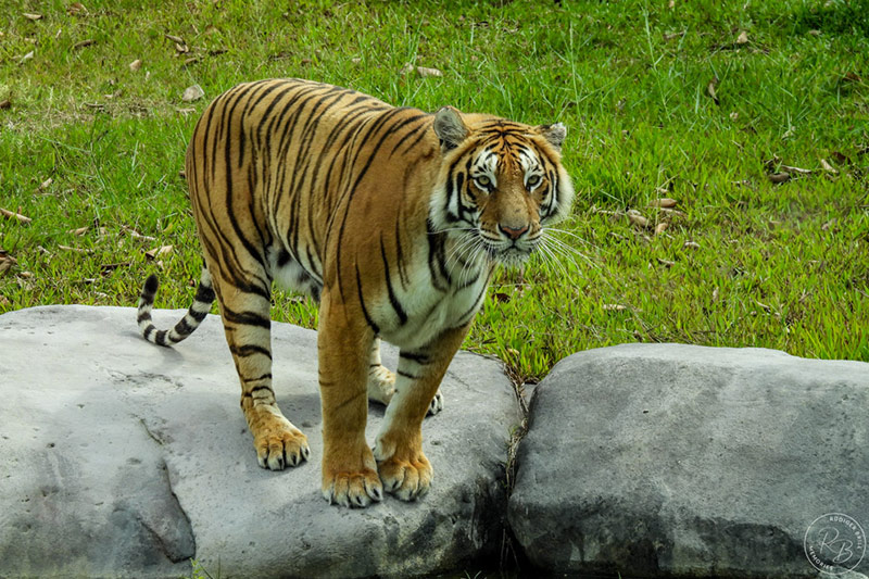 tiger zoo angkor wildlife aquarium siem reap photo ruediger
