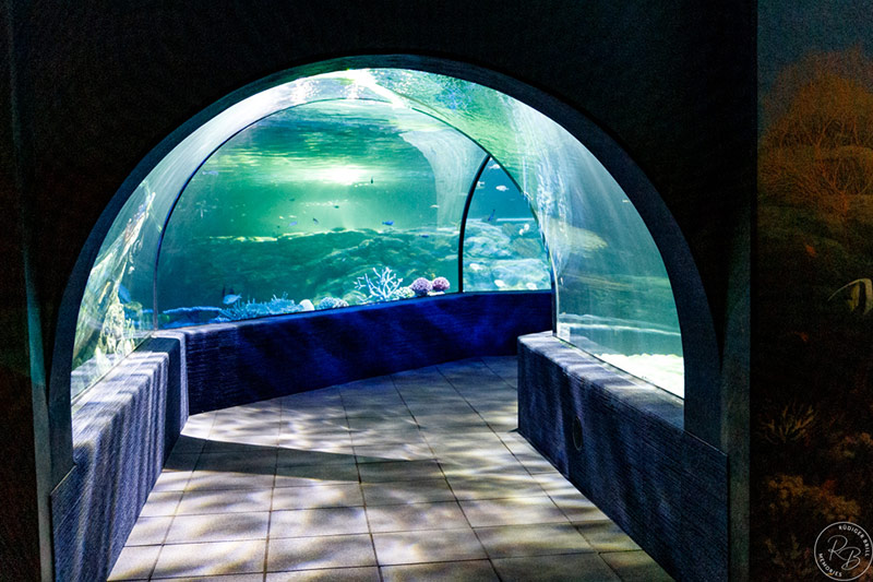 wassertunnel zoo angkor wildlife aquarium siem reap photo ruediger