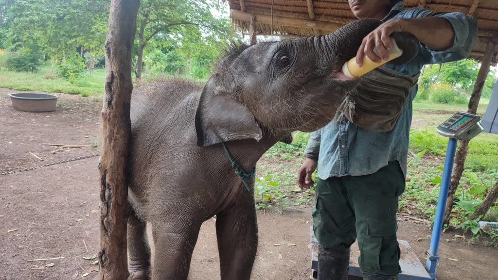 noel baby elefant ratanakiri foto merlin