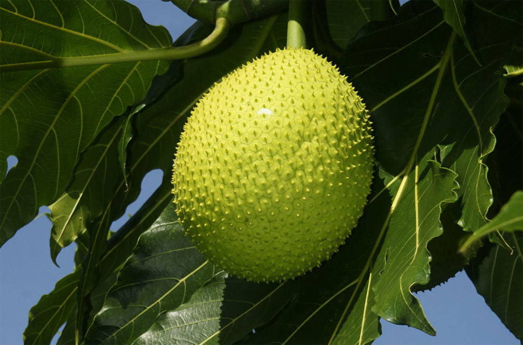 Artocarpus altilis fruit brotfrucht