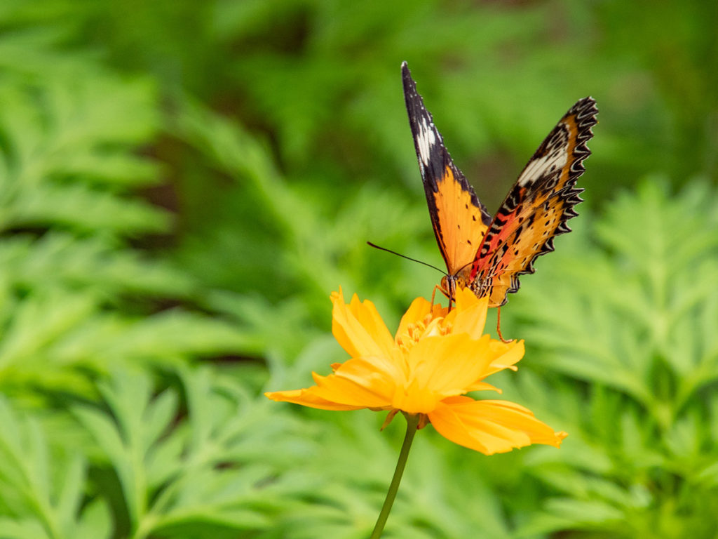 cethosia cyane schmetterling kep kambodscha