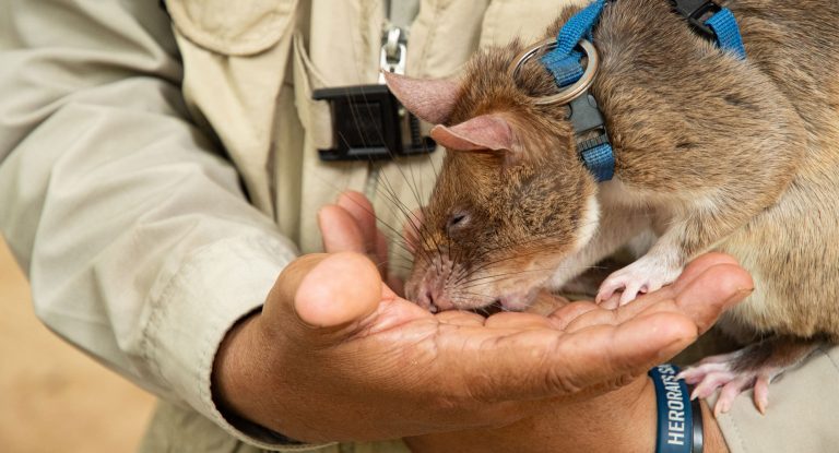 Hero Rat Siem Reap, Kambodscha - Ratte sitzt auf Hand eines Menschen