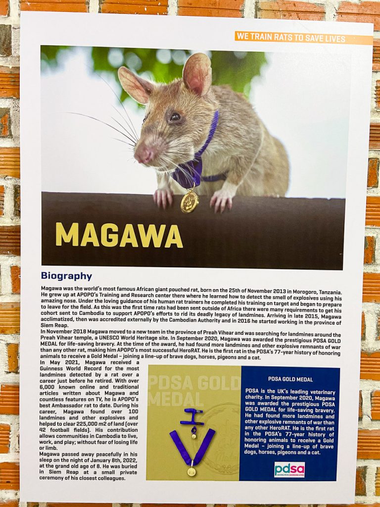 APOPO - die Hero Rats von Siem Reap 11 Eine Gedenkschrift für Magawa. Sie hat einen britischen Orden für ihre ausgezeichnete Arbeit als Minenräumer erhalten.
