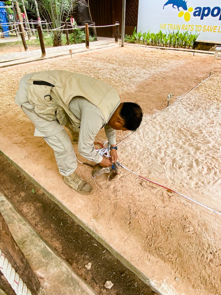 APOPO - die Hero Rats von Siem Reap 12 Der Trainer setzt die Ratte auf das für Zuschauer erstelle Minenfeld - dort demonstriert die Ratte ihr Können.