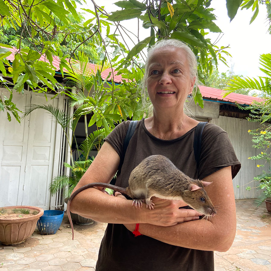 APOPO - die Hero Rats von Siem Reap 10 Ich, Inga , halte eine Ratte auf dem Arm und bin echt begeistert.