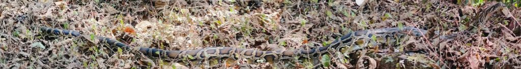 Stille Tage in Angkor - zwischen Tempeln, Licht und Zeit 31 schlange python angkor thom