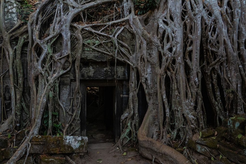 Stille Tage in Angkor - zwischen Tempeln, Licht und Zeit 22 wurzeln phnom bakheng 1