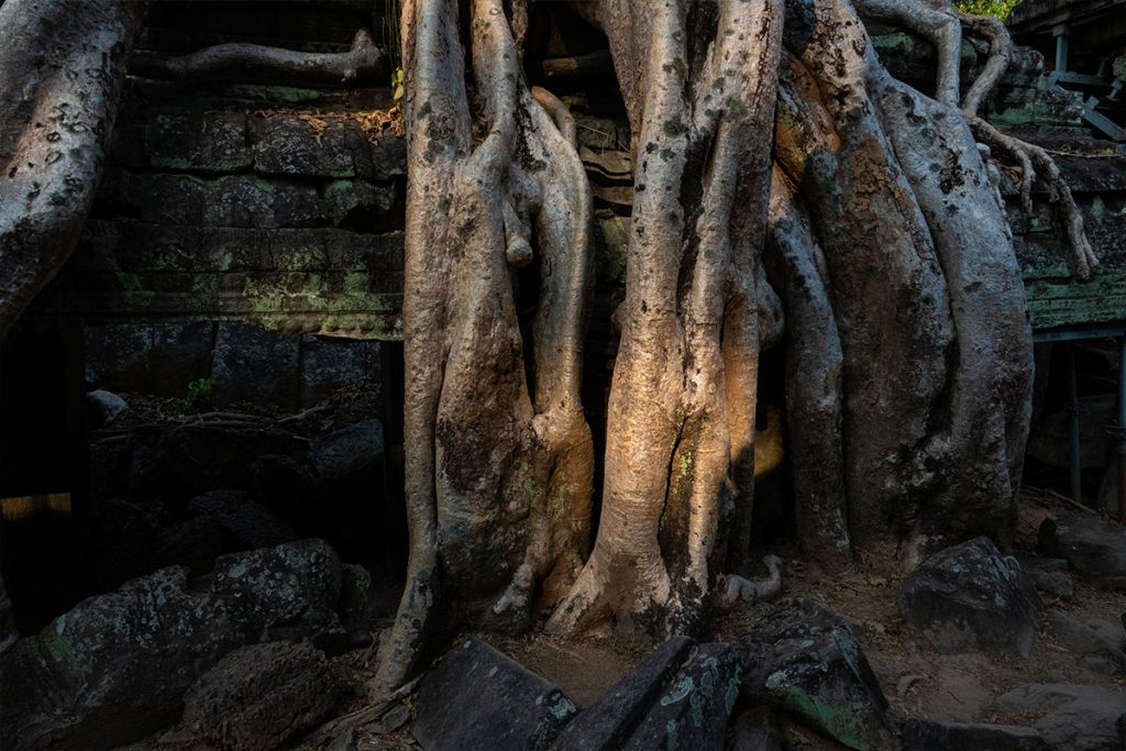 Stille Tage in Angkor - zwischen Tempeln, Licht und Zeit 20 wurzeln phnom bakheng 2