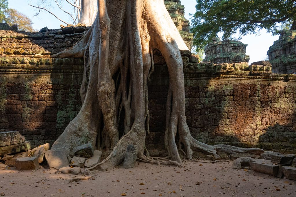 Stille Tage in Angkor - zwischen Tempeln, Licht und Zeit 21 wurzeln phnom bakheng 3