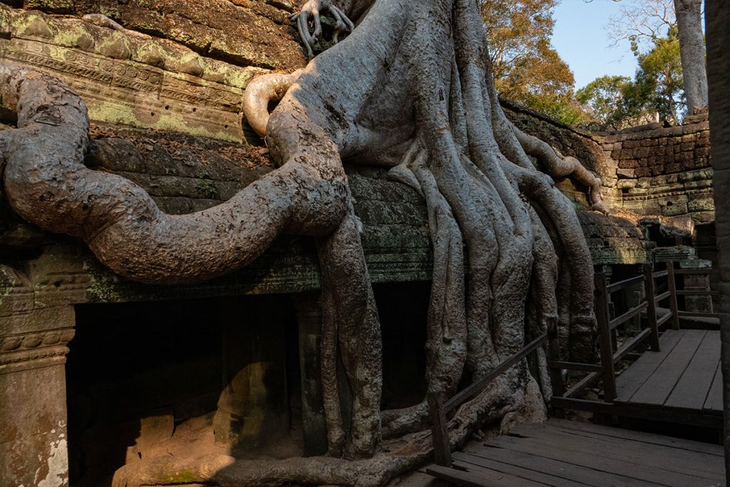 Stille Tage in Angkor - zwischen Tempeln, Licht und Zeit 23 wurzeln phnom bakheng 4
