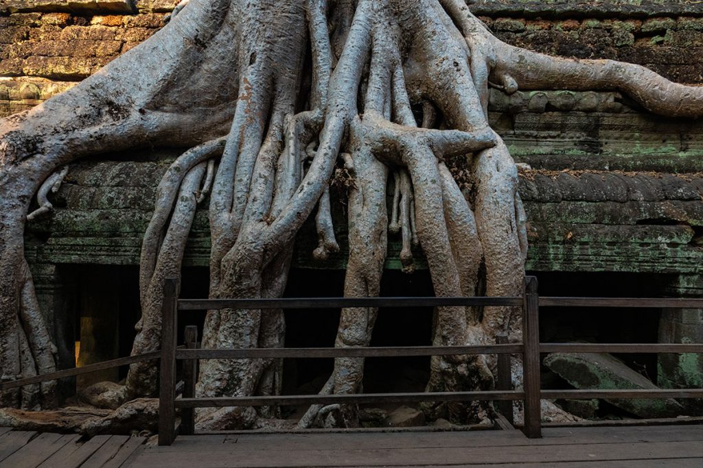 Stille Tage in Angkor - zwischen Tempeln, Licht und Zeit 24 wurzeln phnom bakheng 5