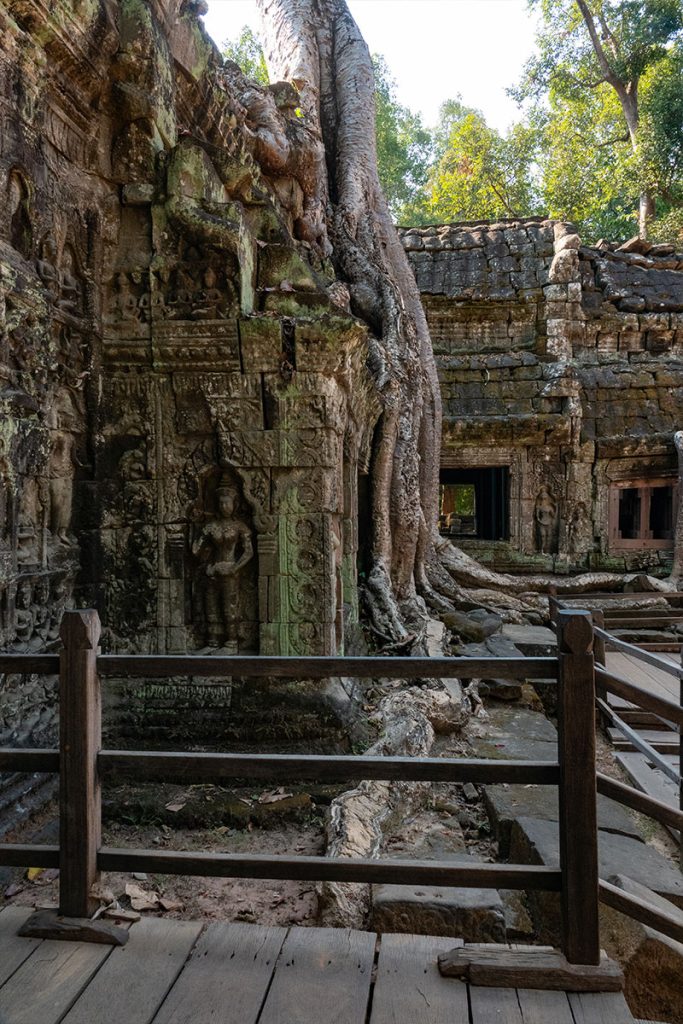 Stille Tage in Angkor - zwischen Tempeln, Licht und Zeit 25 wurzeln ta prohm.7