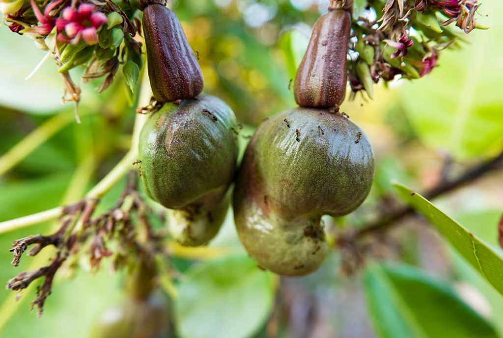 Nesat Village – zwischen Lagune, Dschungel und Meer 2 cashew nesat village kambodscha