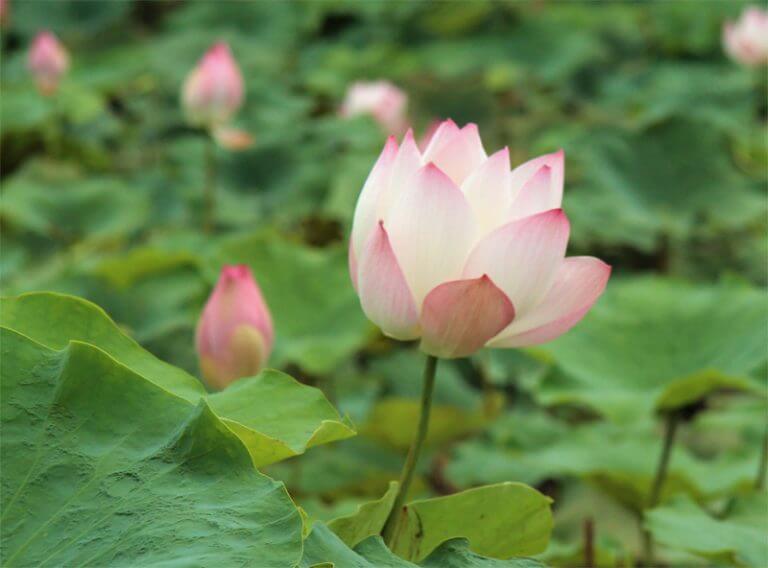 Lotus: A symbol of purity