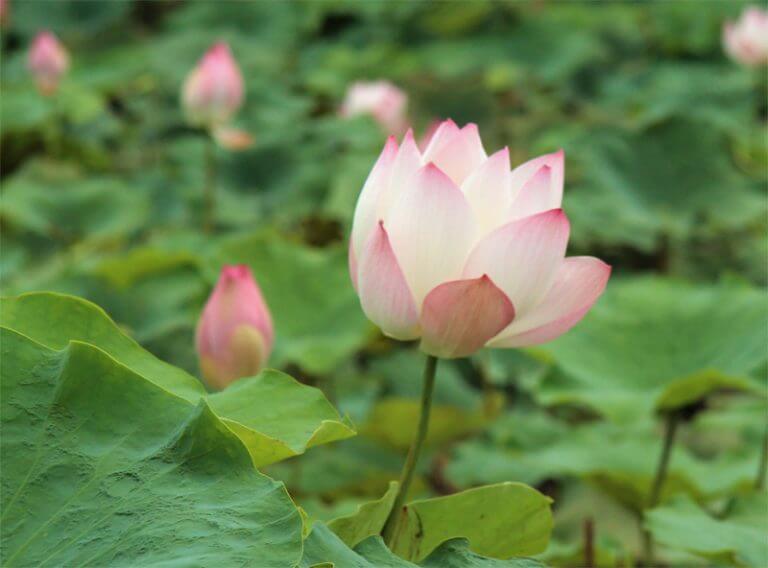 Lotos Flower