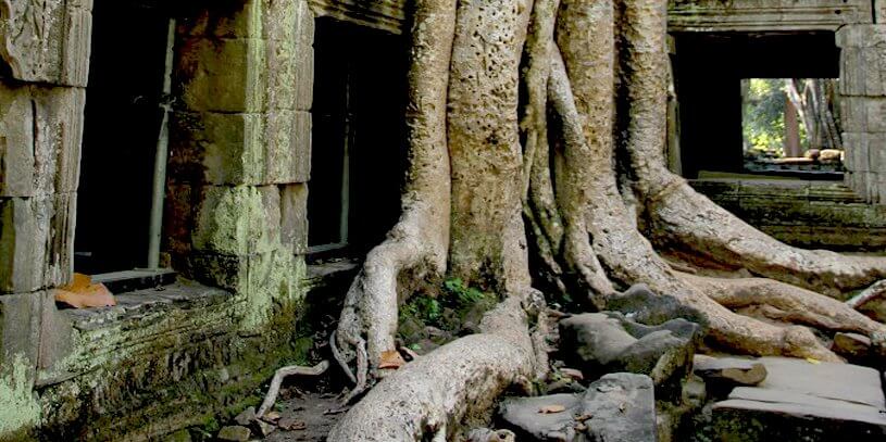 Ta Prohm - Temple of Angkor, Cambodia