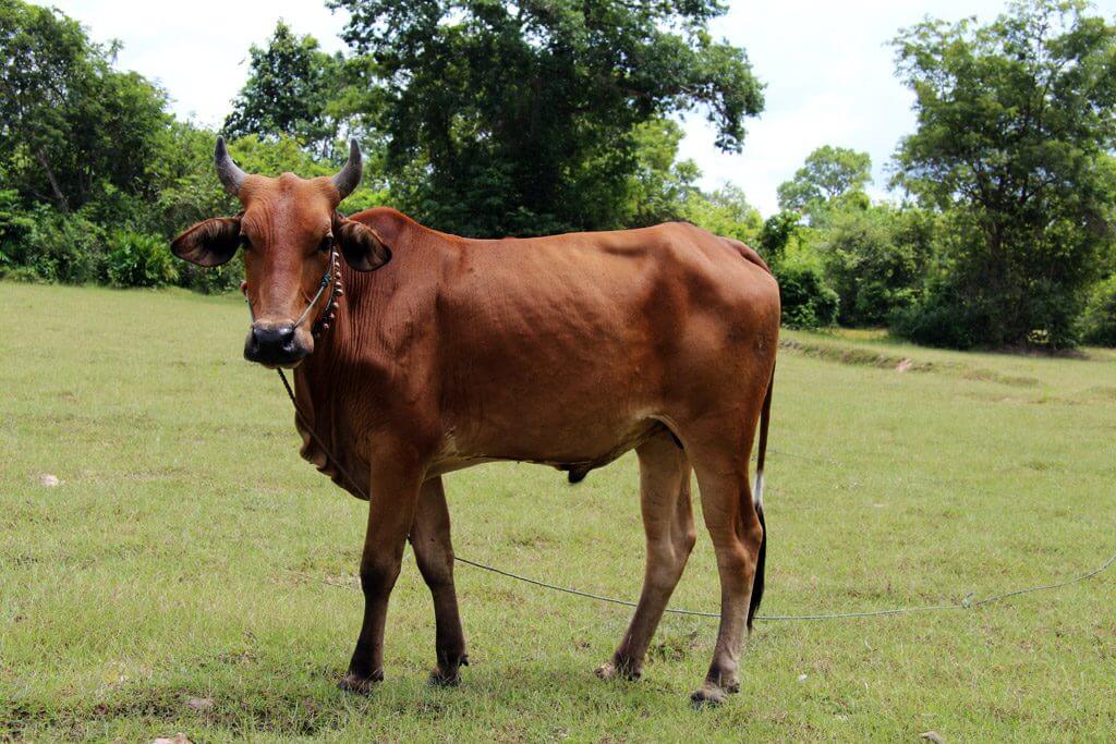 A cow in Cambodia