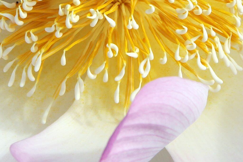 Beautiful Lotus in Cambodia
