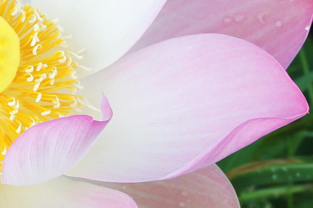 Lotusflower in rose colour