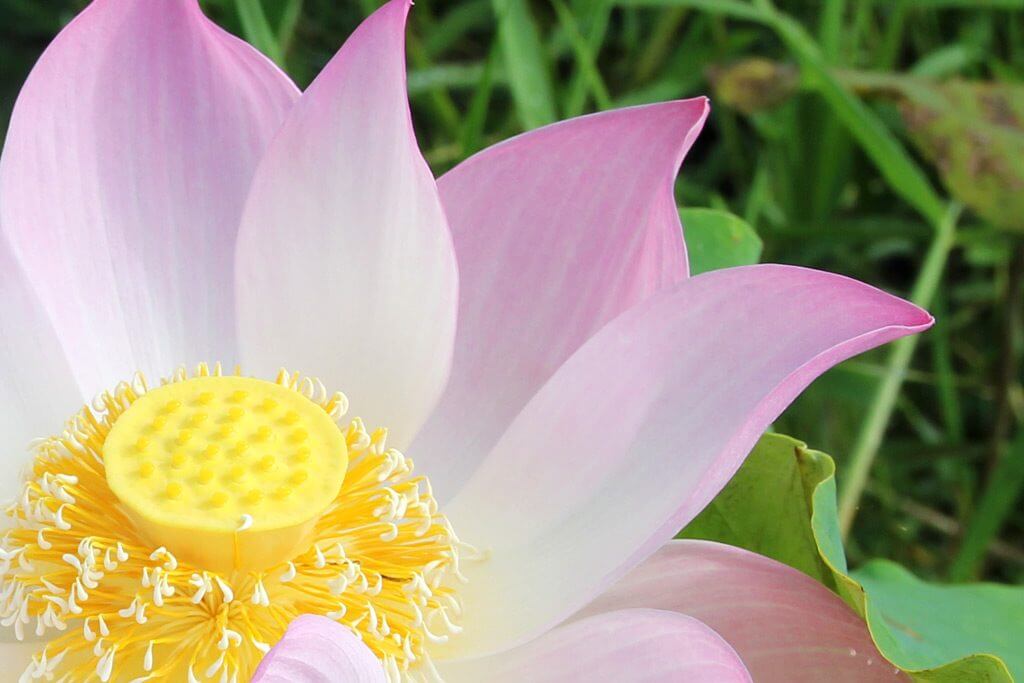 Apsara were used to dance with Lotus Flowers