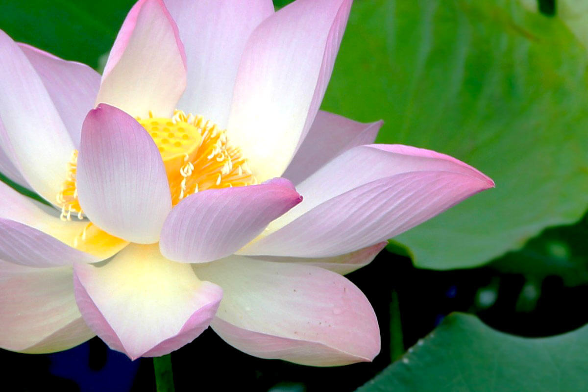 Love Lotusflower in Cambodia :-)
