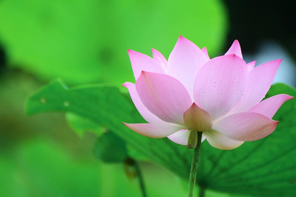 Lotus Flower at Banteay Srei Temple - Angkor,Cambodia