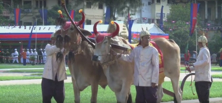 Bonn Chroat Preah Nongkoal – the Royal Ploughing Ceremony