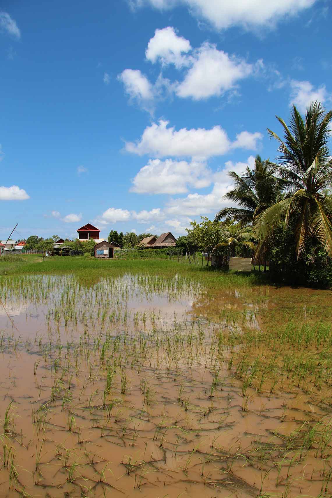 Rice field in Siem Reap