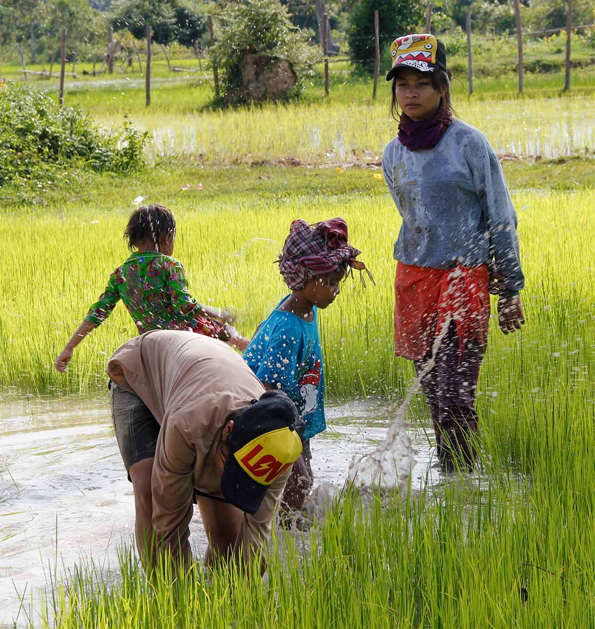 Working on a rice field in Siem Reap