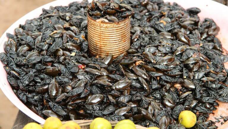 Beetles - snack market Siem Reap