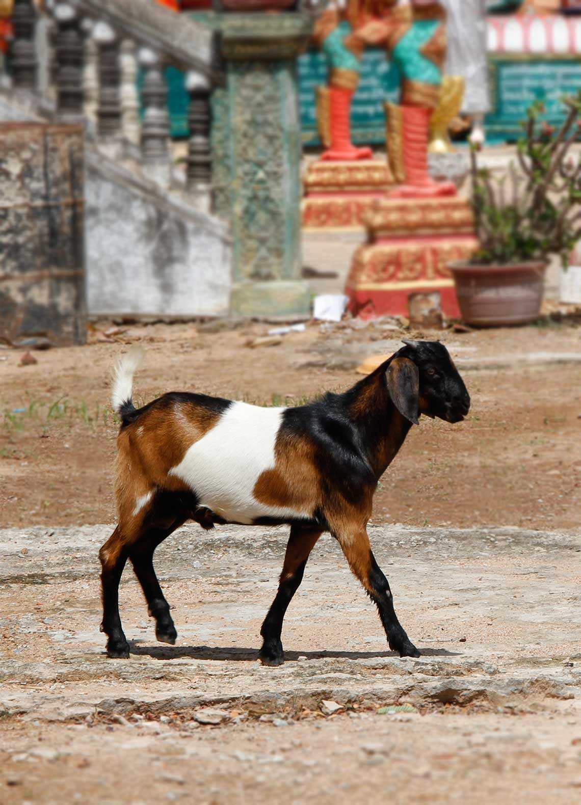 goat at Phnom Krom