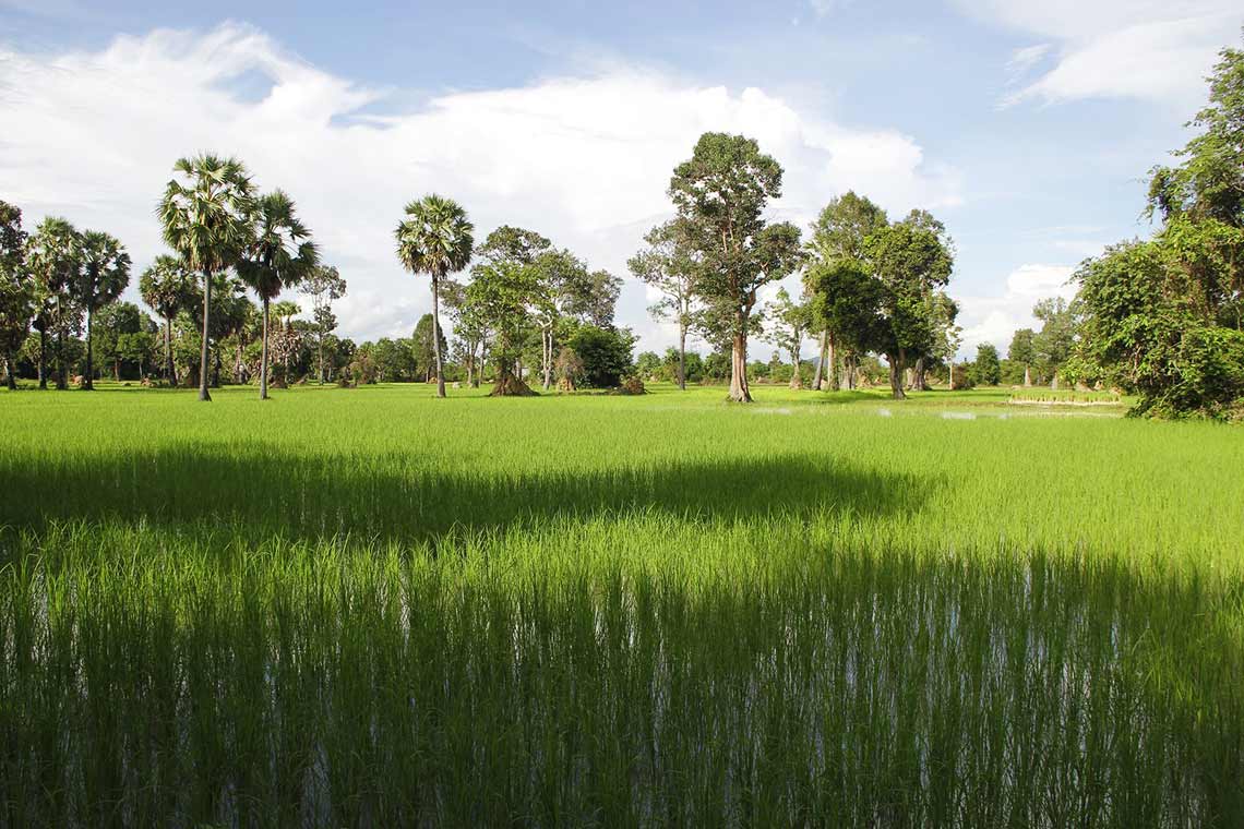 Ricefields in Siem Reap