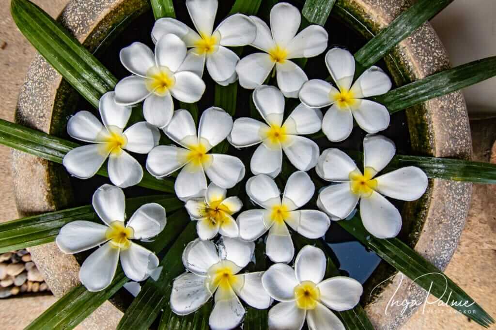 plumeria khmer hew year angel mondar tevy