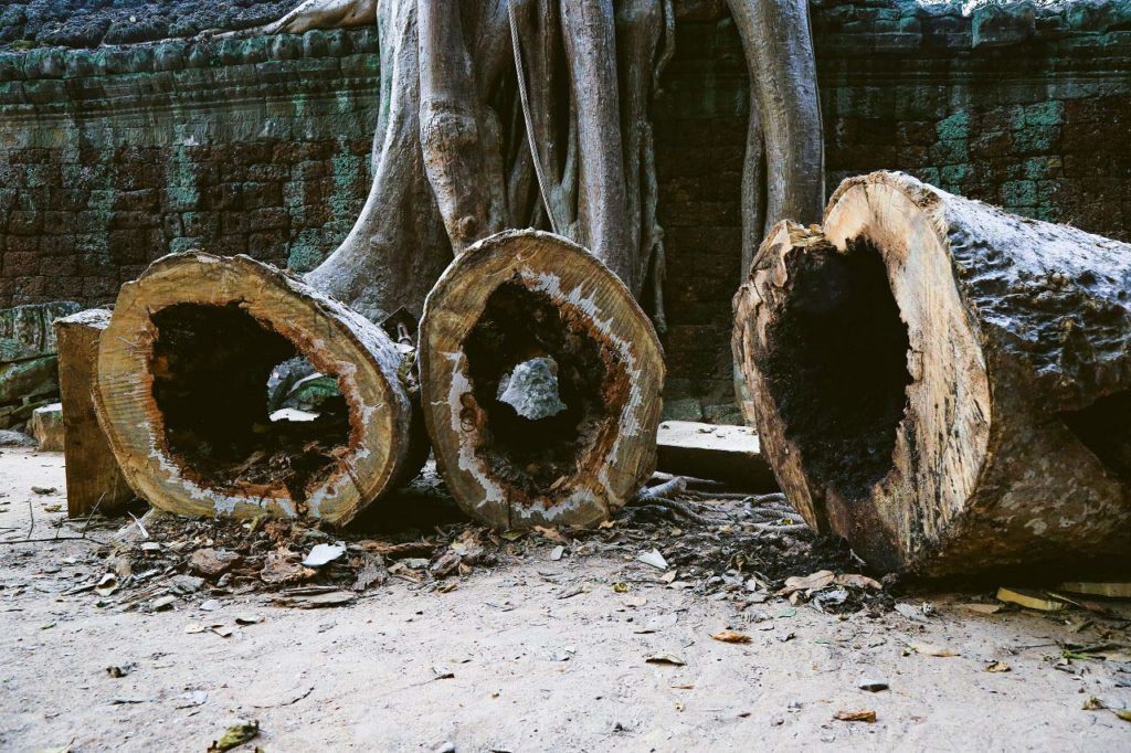 ta prohm angkor cutting trees 2