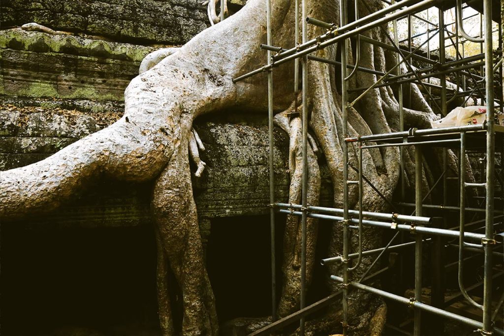 ta prohm angkor cutting trees 5