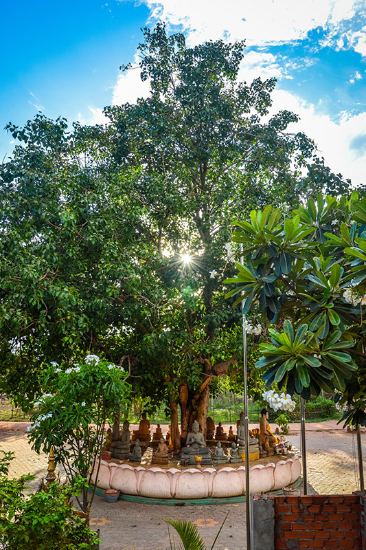 kauk chock pagoda siem reap banyan tree