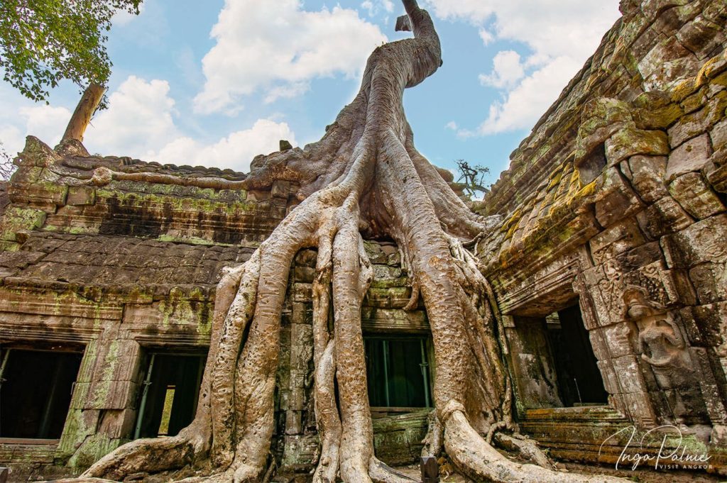 ta prohm roots angkor temple