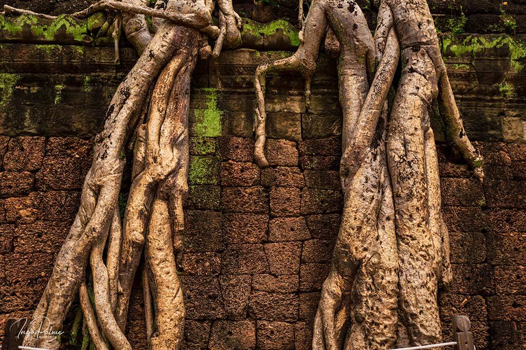 ta prohm roots walls angkor temple