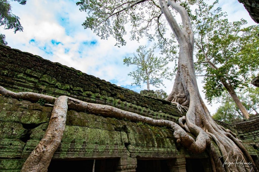 ta prohm tree roots angkor temple