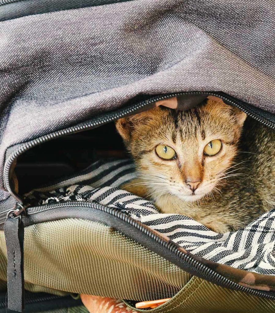 cat backpack pagoda cats siem reap 1